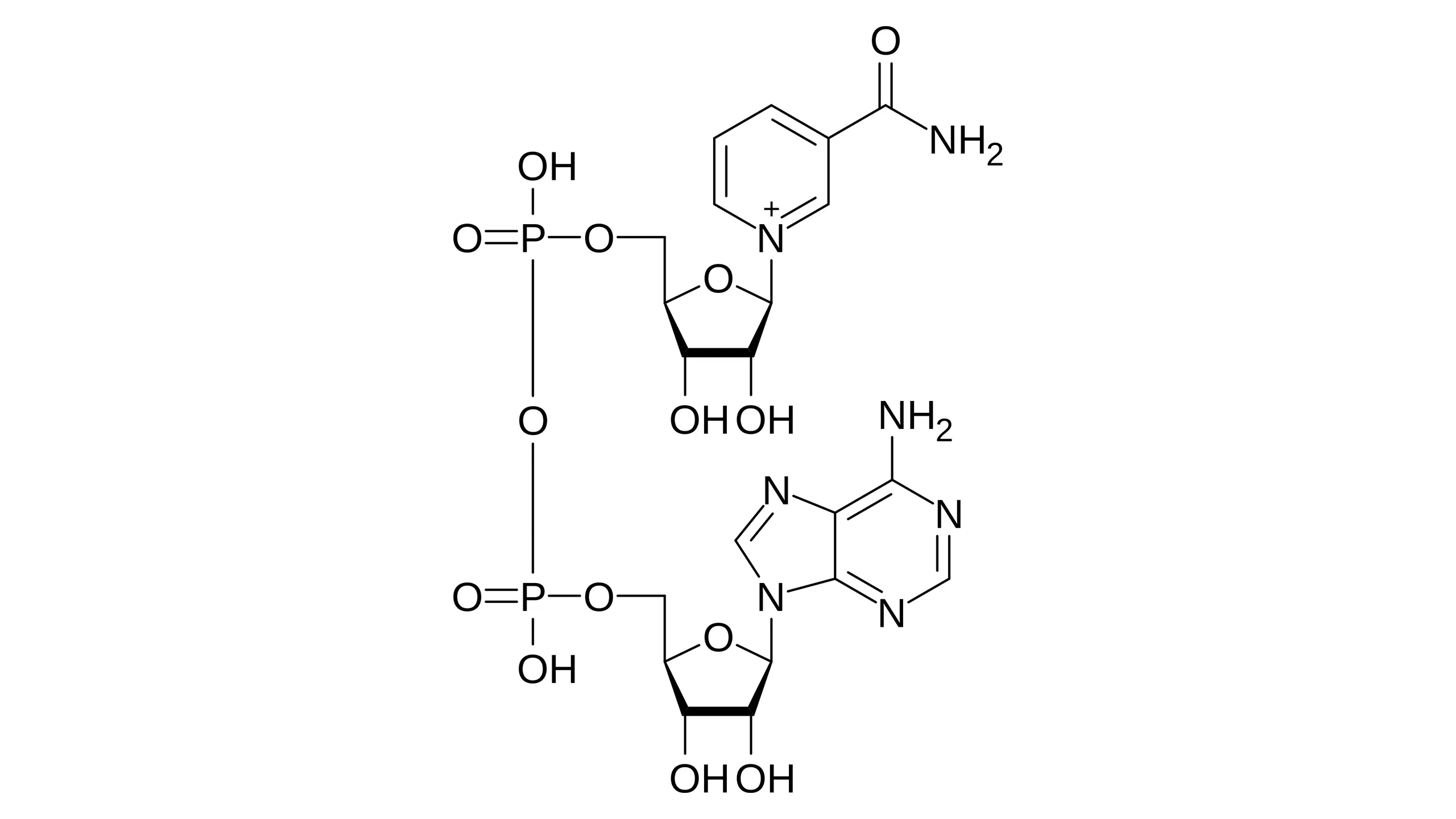 Structure of NAD
